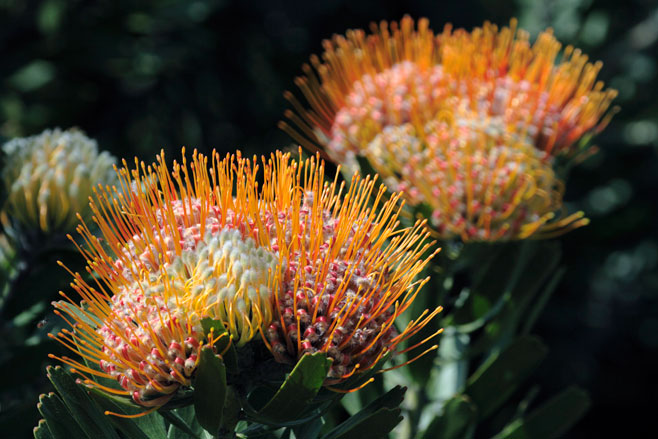 Leucospermum erubescens (Oudtshoorn pincushion)