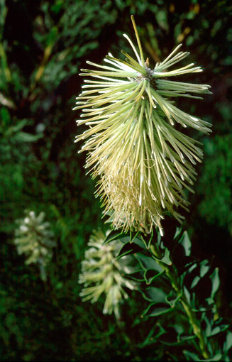 Paranomus reflexus (Van Staden's sceptre)