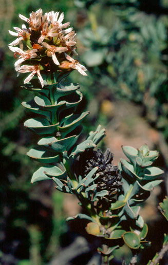 Paranomus abrotanifolius (Bredasdorp sceptre)