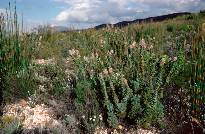 Paranomus spathulatus (Langeberg sceptre)