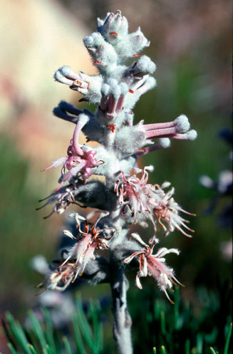 Paranomus spicatus (Kogelberg sceptre)
