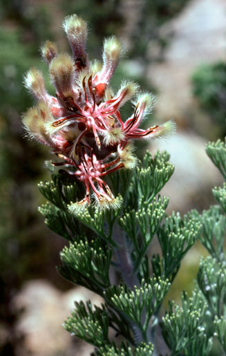 Paranomus tomentosus (Hairy-leaf tree sceptre)