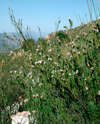 Paranomus centaureoides (Ladismith sceptre)