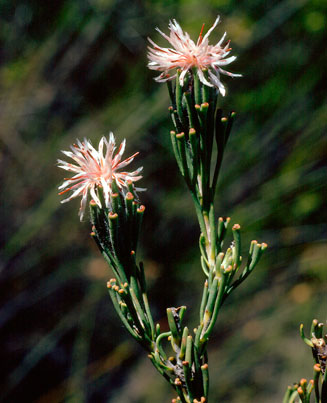 Paranomus centaureoides (Ladismith sceptre)