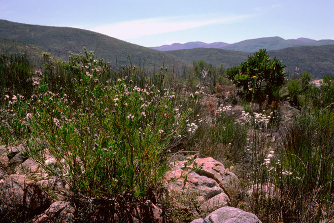 Paranomus dregei (Scented sceptre) 