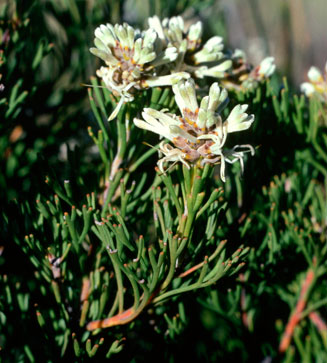 Paranomus esterhuyseniae (Kouga sceptre)
