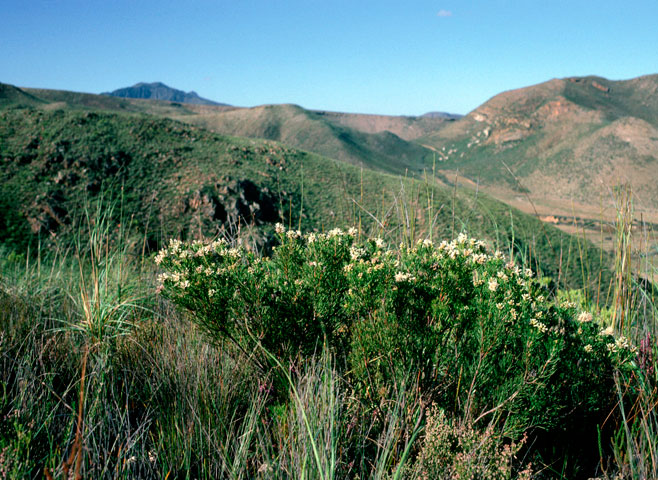 Paranomus esterhuyseniae (Kouga sceptre)
