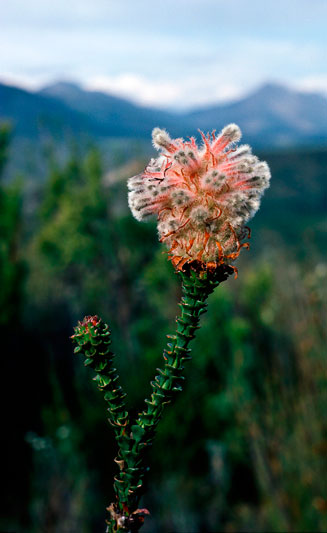 Paranomus longicaulis (Exploding baked apple)