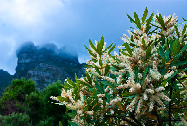 Brabejum stellatifolium (Wild Almond, Bitter almond)