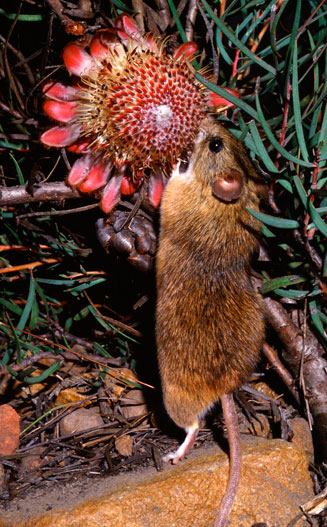 Protea humiflora (Patent-leaf sugarbush)