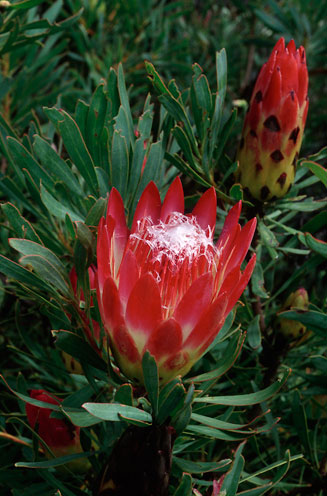 Protea repens (Common sugarbush)