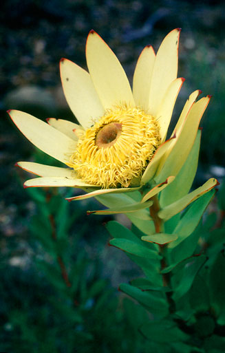 Leucadendron elimense