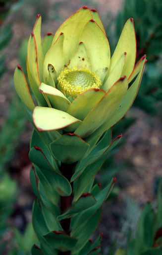 Leucadendron elimense