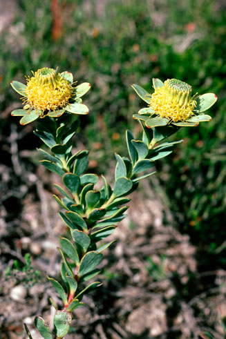 A female plant of the rare Leucadendron cordatum flowering in spring at Bovlakte on the Langeberg Mountains east of Montagu, Western Cape, South Africa