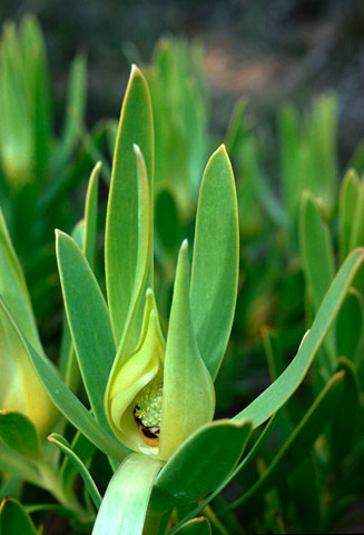 Leucadendron cryptocephalum