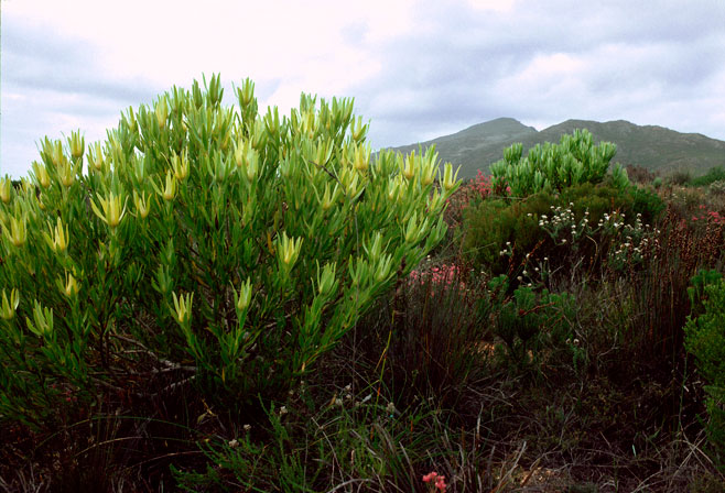 Leucadendron cryptocephalum