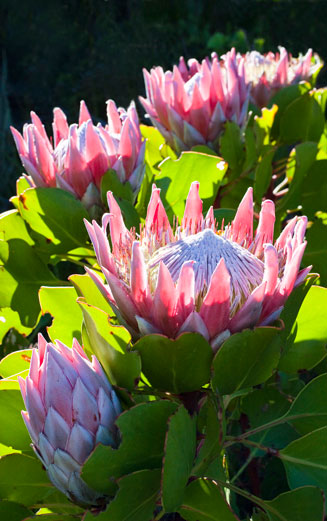 Protea cynaroides (King sugarbush, King protea)