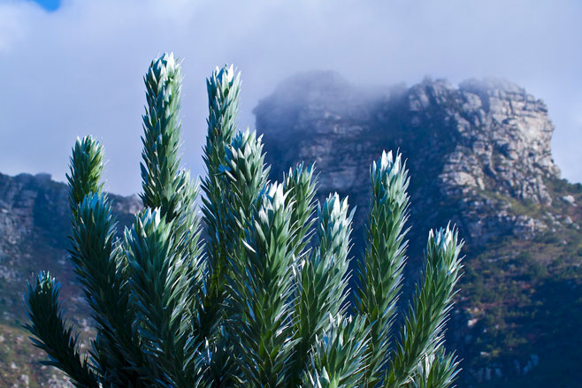 Leucadendron argenteum