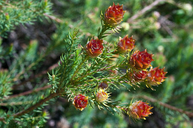 Leucadendron laxum