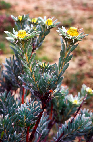 Leucadendron verticillatum