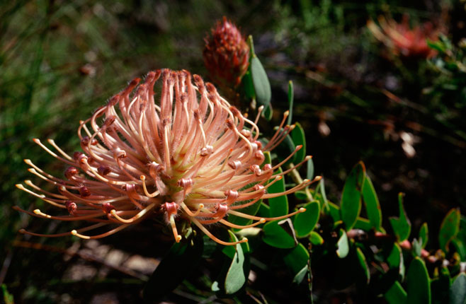 Leucospermum tottum (Ribbon pincushion)