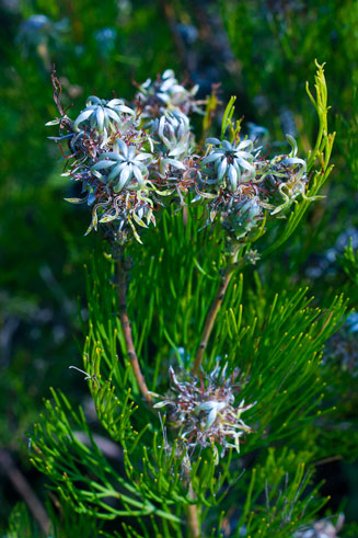 Serruria acrocarpa (Common rootstock spiderhead)