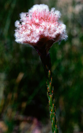 Sorocephalus capitatus (Woolly clusterhead)