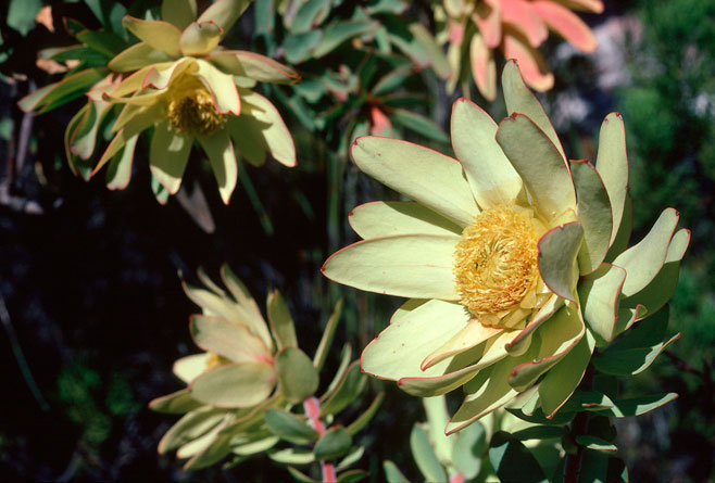Leucadendron cordatum