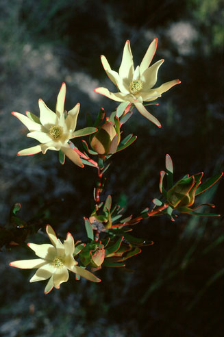 Leucadendron diemontianum