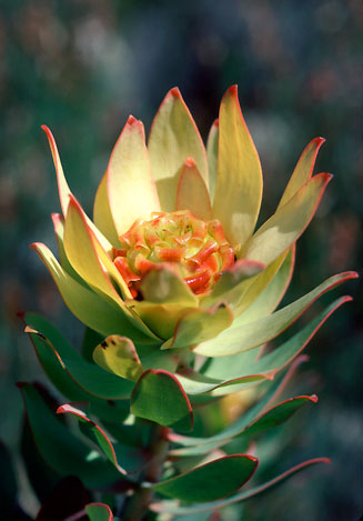 Leucadendron burchellii
