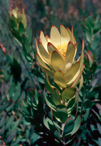 Leucadendron burchellii