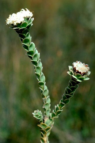 Leucadendron concavum