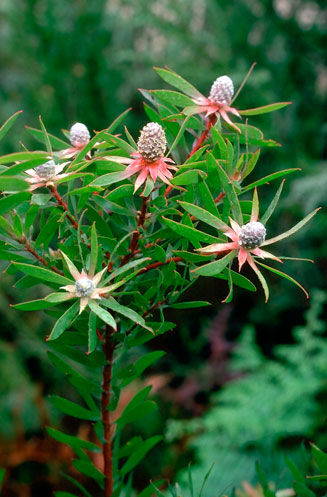 Leucadendron conicum