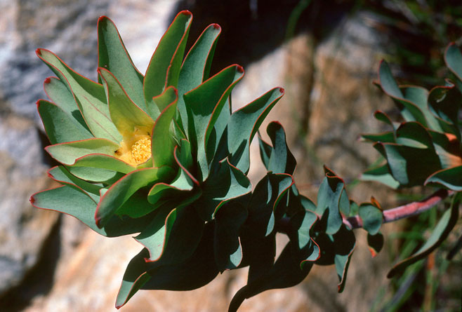 Leucadendron cordatum