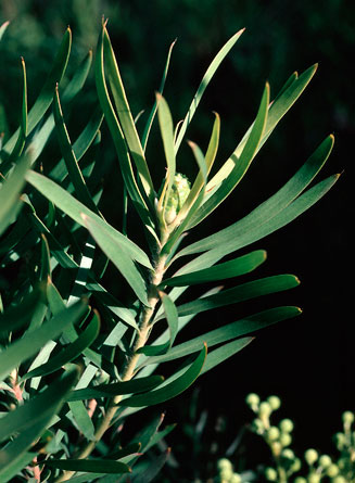 Leucadendron rubrum
