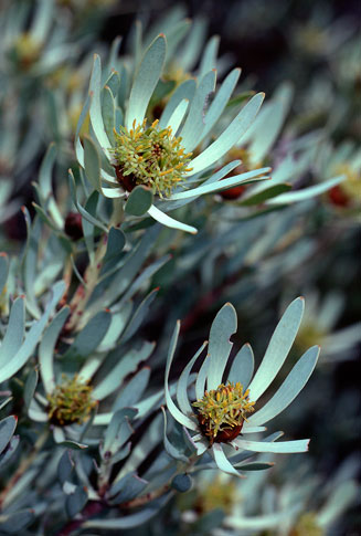 Leucadendron sheilae