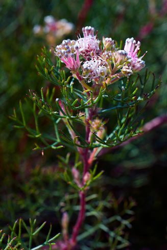 Serruria fasciflora (Common pin spiderhead)