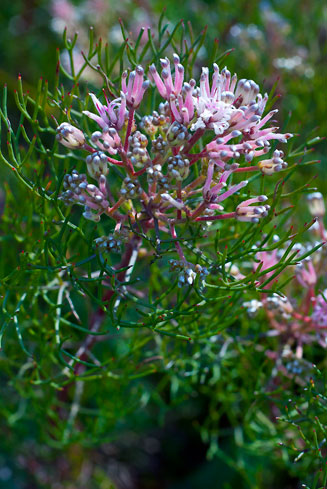 Serruria fasciflora (Common pin spiderhead)
