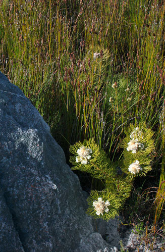 Serruria glomerata (Cluster spiderhead)