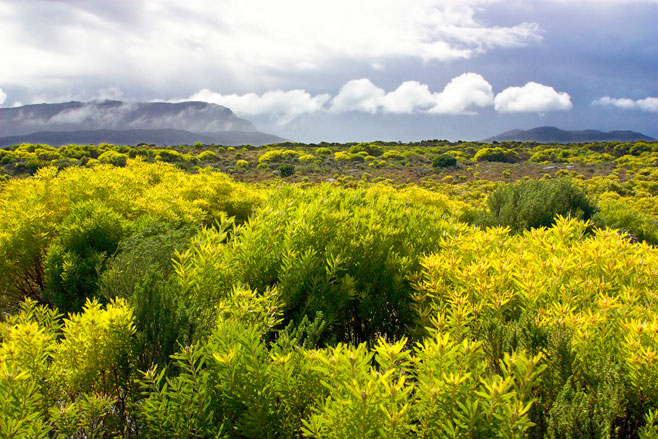 Leucadendron coniferum