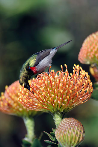 Leucospermum cordifolium (The pincushion)