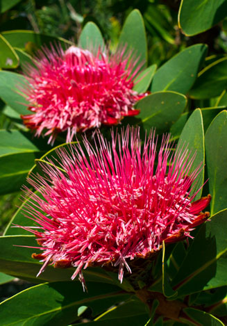 Protea rubropilosa (Transvaal sugarbush)