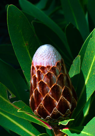 Protea rubropilosa (Transvaal sugarbush)