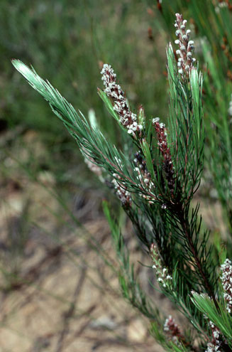 Spatalla barbigera (Fine-leaf spoon)