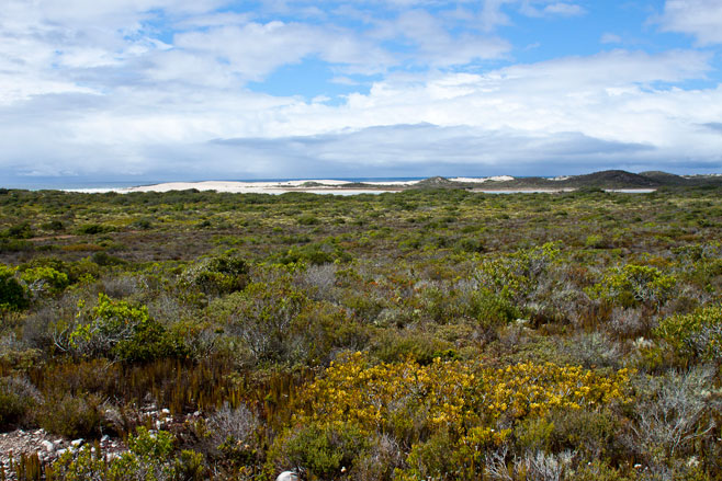 Leucadendron muirii