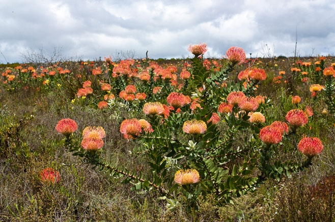 Leucospermum cordifolium (The pincushion)