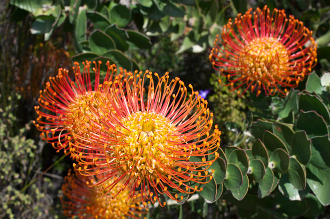 Leucospermum cordifolium (The pincushion)