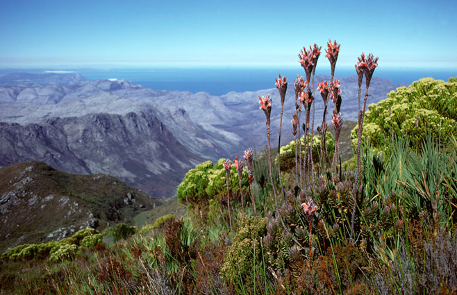 Mimetes capitulatus (Conical pagoda)
