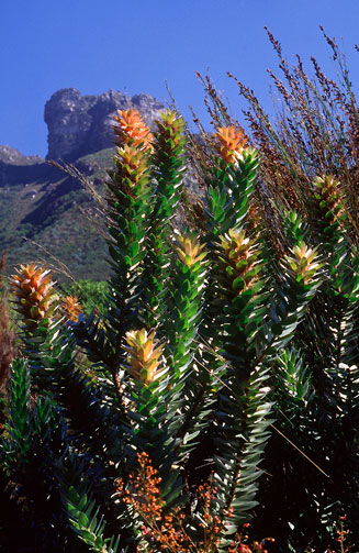 Mimetes arboreus (Kogelberg pagoda)