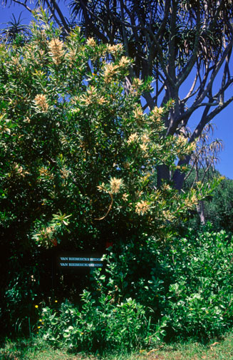 Brabejum stellatifolium (Wild Almond, Bitter almond)